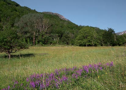 Provençal Meadow