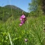 Spring, all the way through summer sees the garden burst into a riot of wild colour