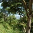 The view of the Courmettes mountain as seen through 300 year-old oaks