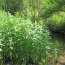 If you like a mojito the rivers here are crammed with giant sized mint - delicious