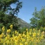 It is a pity no one has invented smell-o-vision for your PC - the Broom in flower is heaven sent, if you will pardon the pun