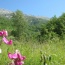 A view from our garden up to the Cheiron Mountain beyond. The wild flowers of Provence are simply beautiful.