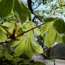 14 Apr 09. Fresh leaves on the horse chestnut - they only took a week to reach this size.