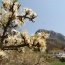 14 Apr 09. Blossom on our Blackthorn is a good omen for another bumper crop of Sloe berries.