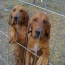 Every year at the end of May nearby Bar sur Loup holds the fete du chien - a lovely day out if you are a dog lover, with about 30 different hunting dogs displayed, a good lunch and some real local culture