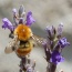 Lavender on our bbq terrace.