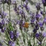 Lavender on our bbq terrace. 