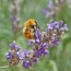 You can buy local honey from bees that only feed on Lavendar.